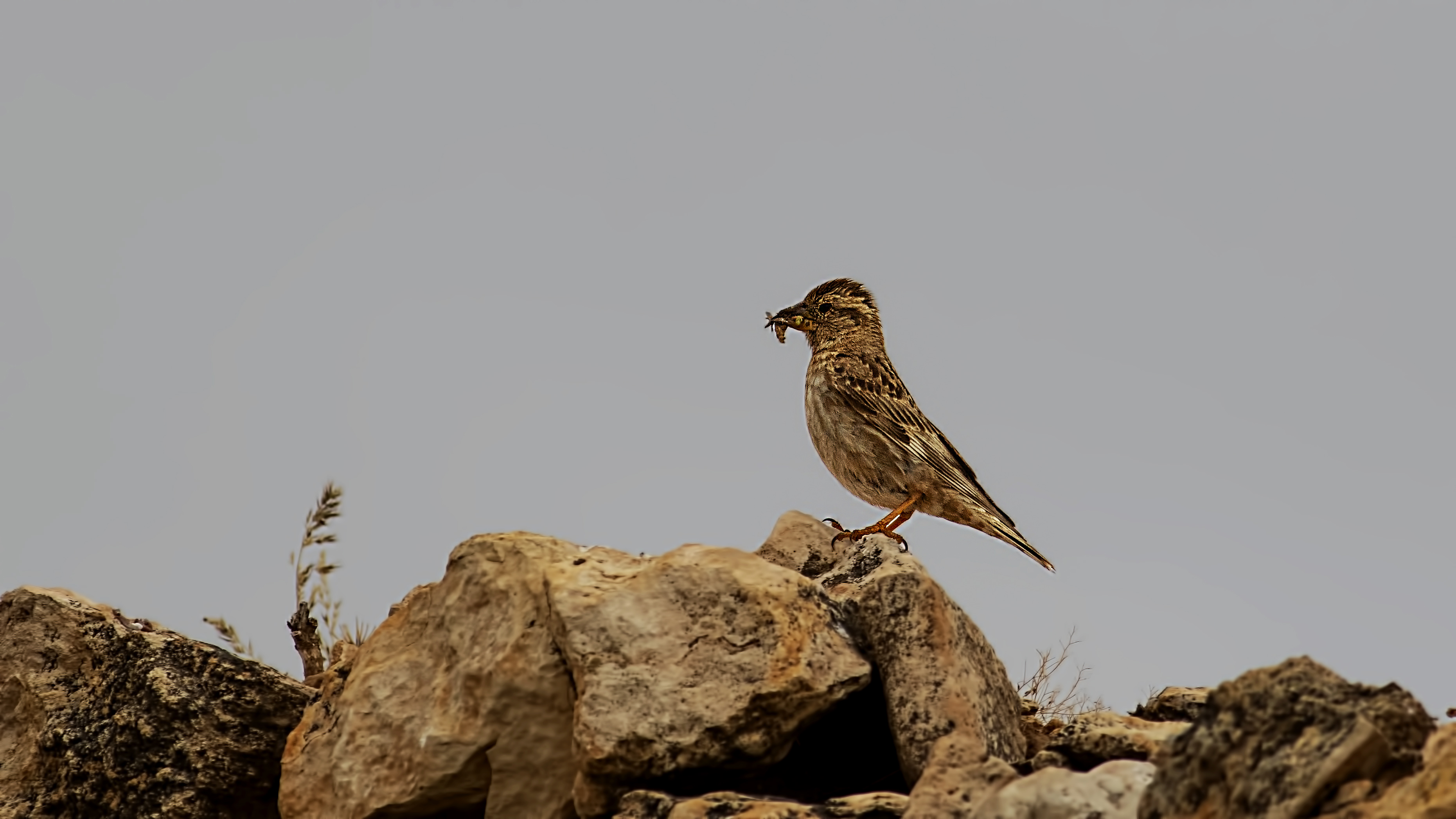 Rock Sparrow